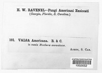 Valsa americana image